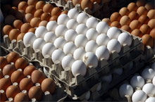 local and regional dairy and egg producers