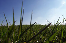 farm grants and subsidies