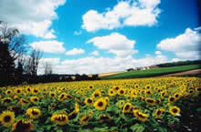 improving agricultural businesses